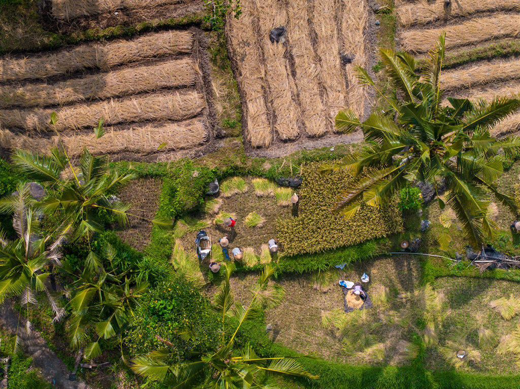 sidemen, bali, rižina polja, indonezija