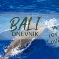 Bali, dupini, Lovina